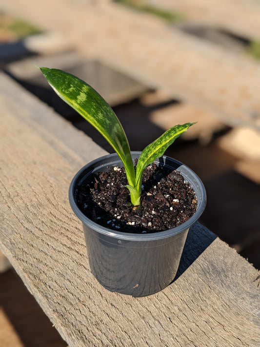 Dracaena "Snake Plant"