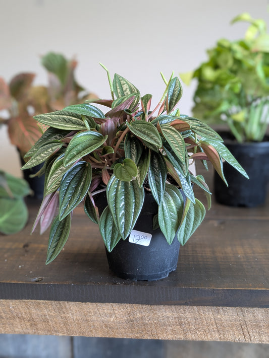Peperomia Rosso