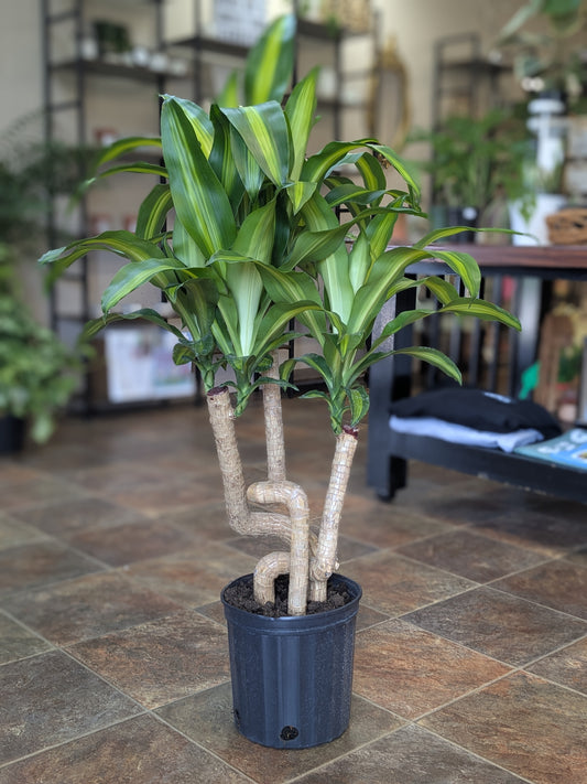 Dracaena Mass Cane Corn Twist
