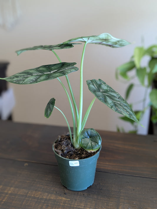 Alocasia Dragon Scale
