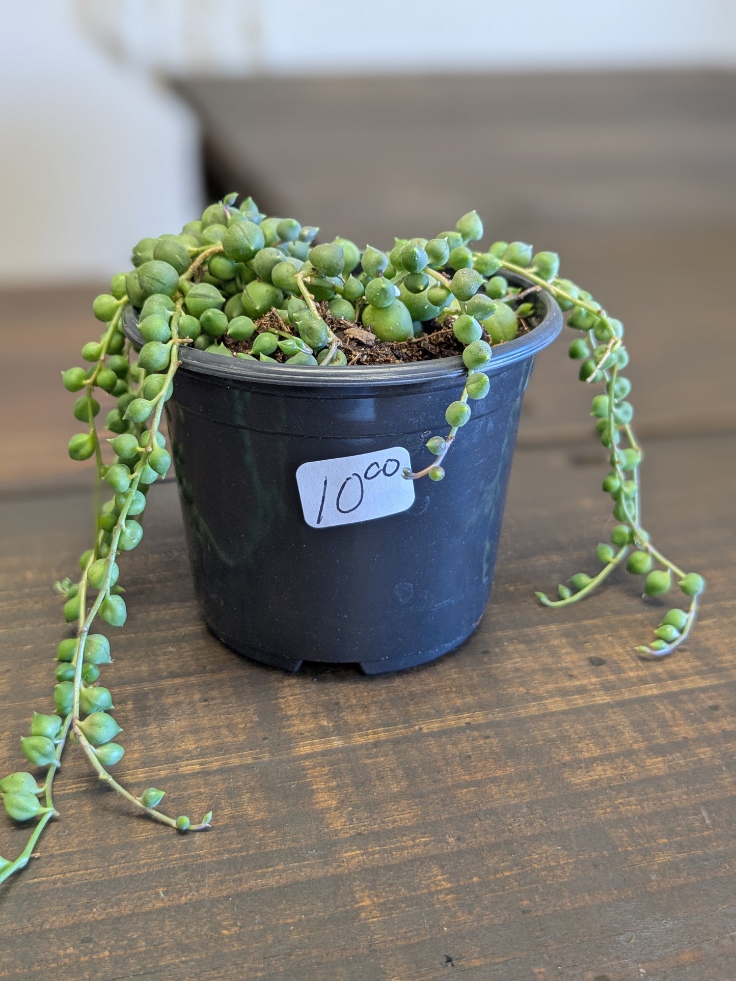 String of Pearls
