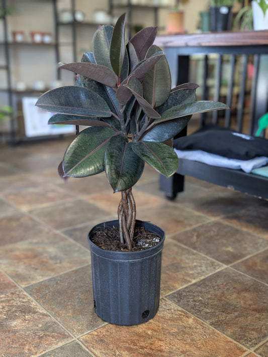 Burgundy Rubber Tree Braided
