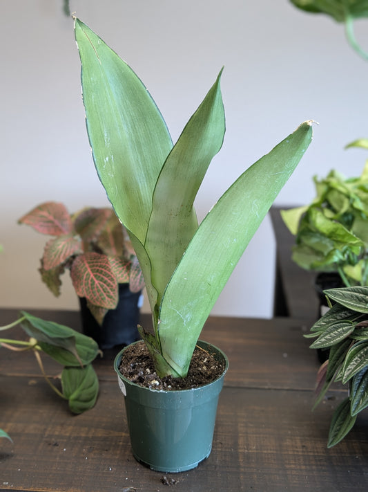 Sansevieria Moonshine