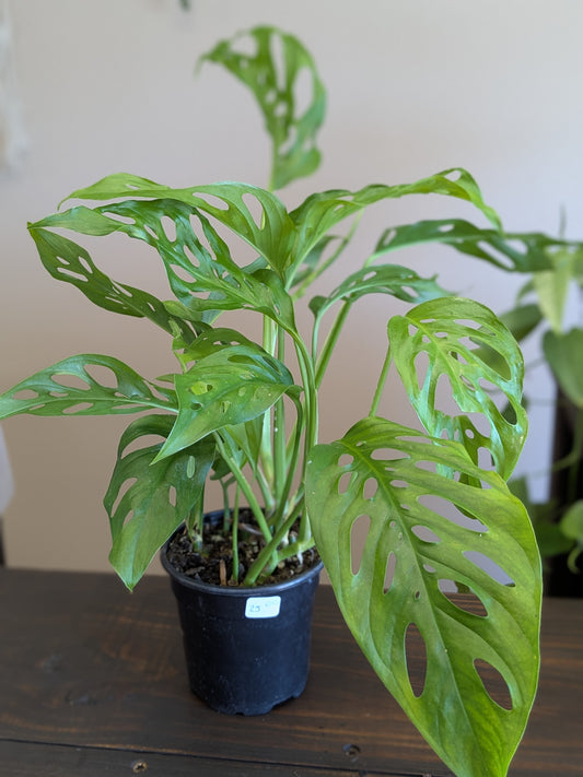 Monstera "Swiss Cheese"