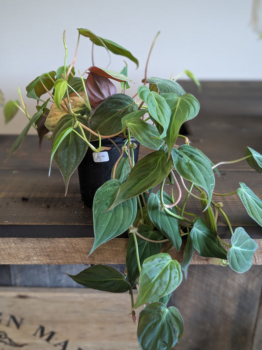 Philodendron Mican