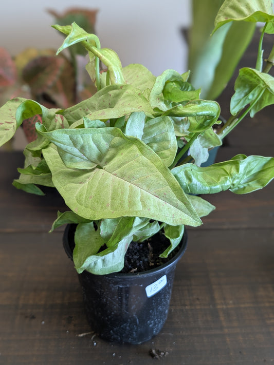 Syngonium Milk Confetti