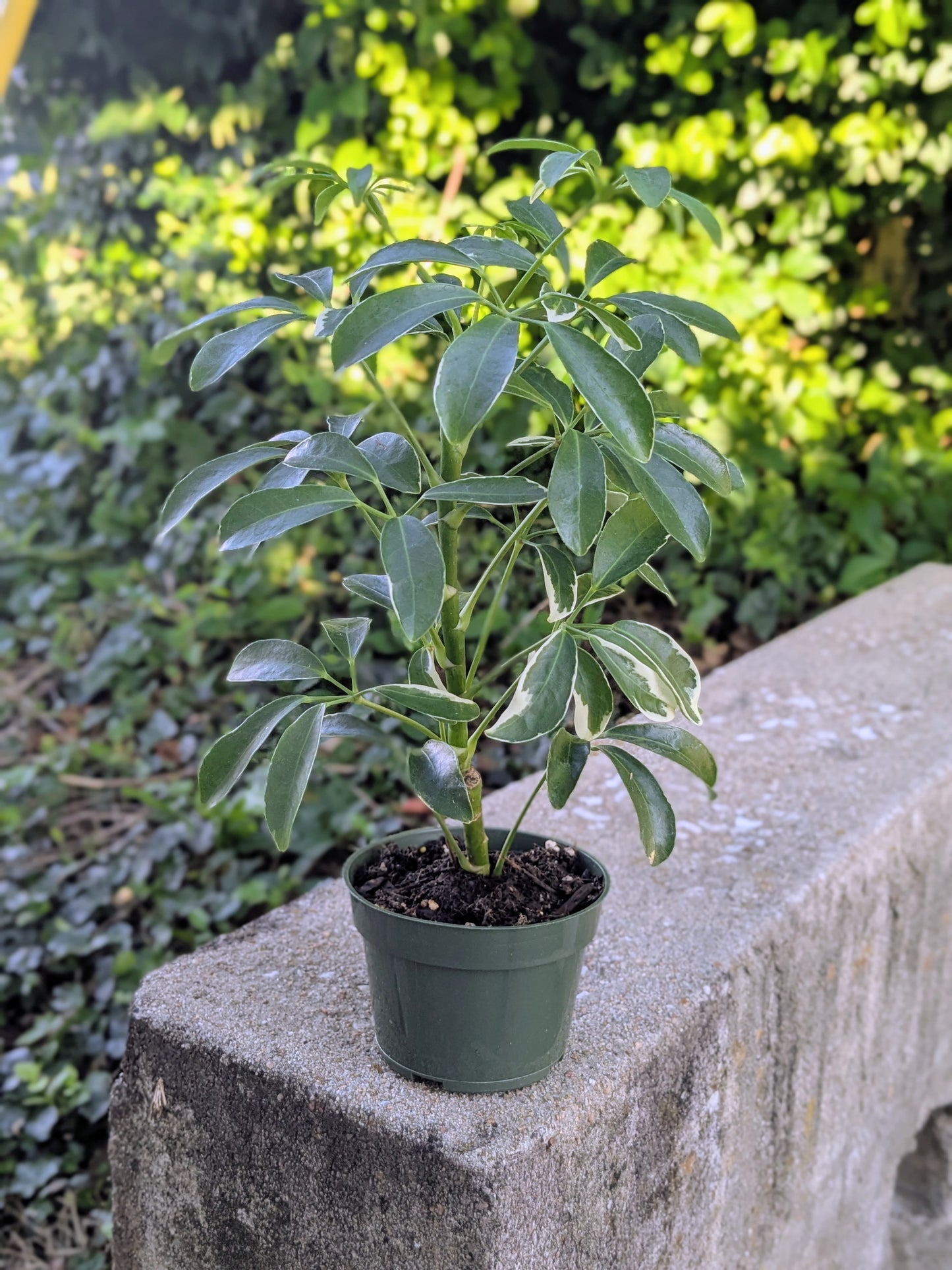 Variegated Umbrella Plant