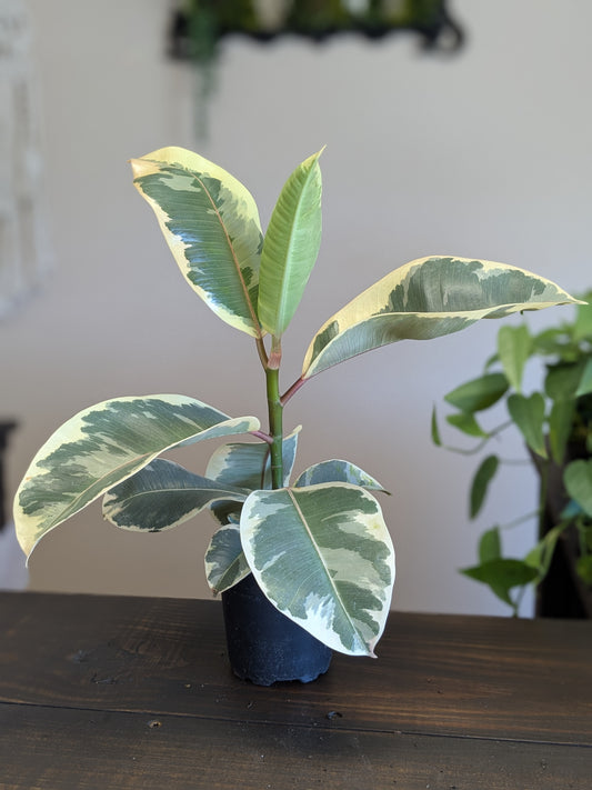 Ficus Tineke