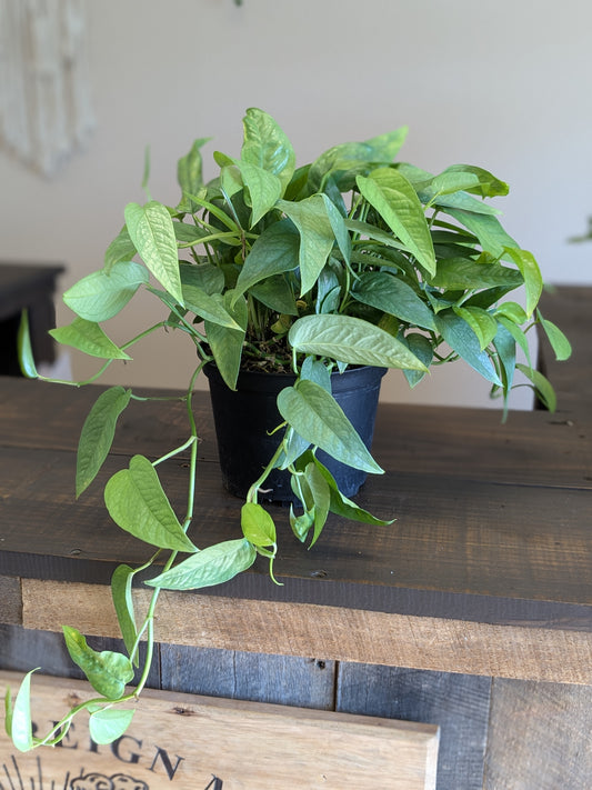 Pothos Cebu Blue