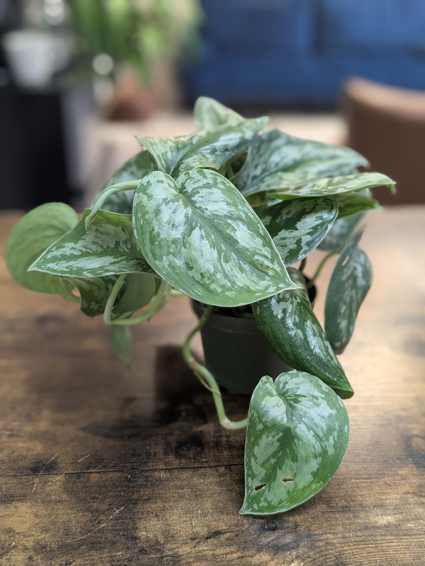 Scindapsus Silver Satin