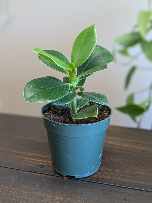 Clussia Princess "Autograph Plant"