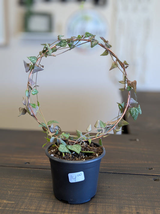 String of Hearts