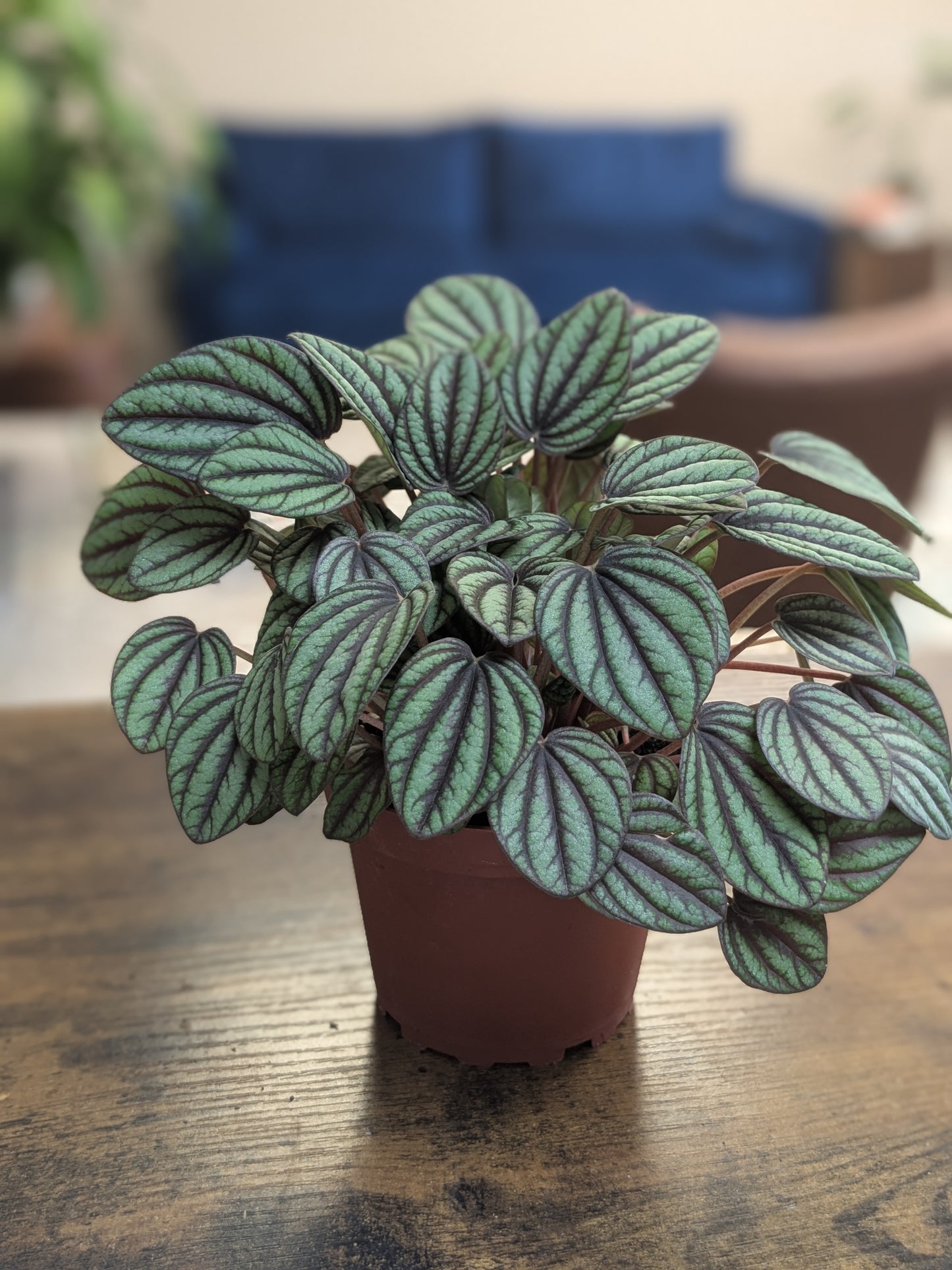 Peperomia Piccolo Banda