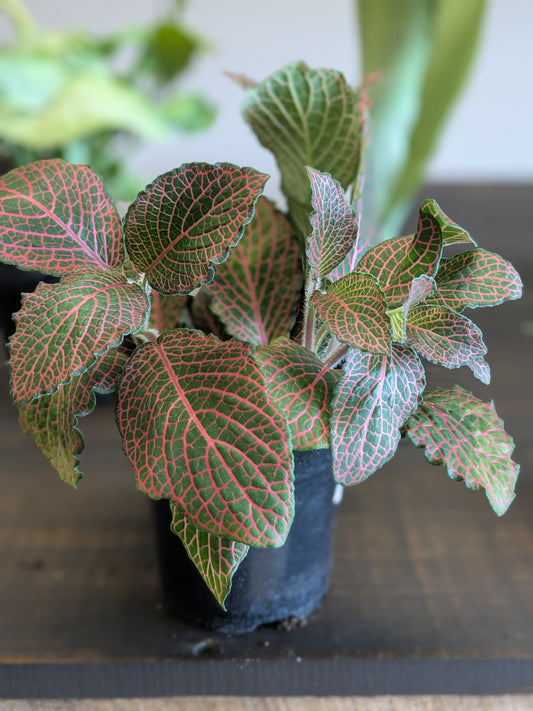 Fittonia Red