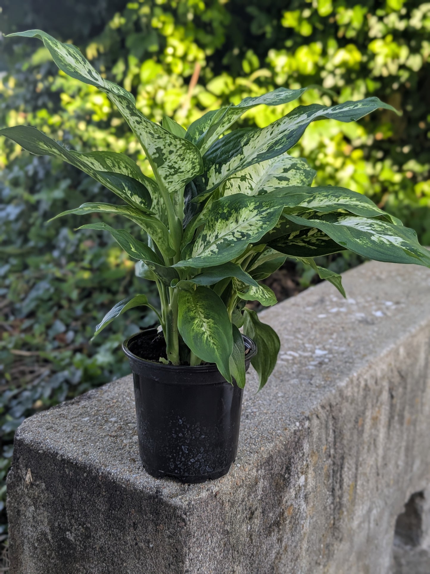 Dieffenbachia "Dumb Cane"