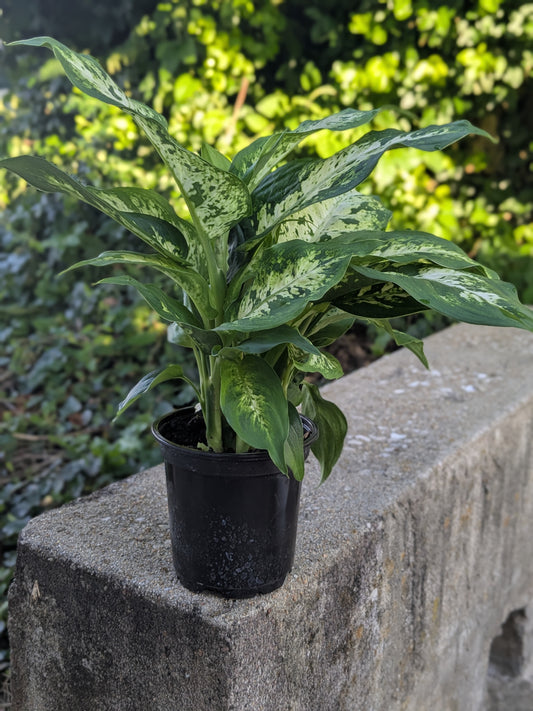 Dieffenbachia "Dumb Cane"